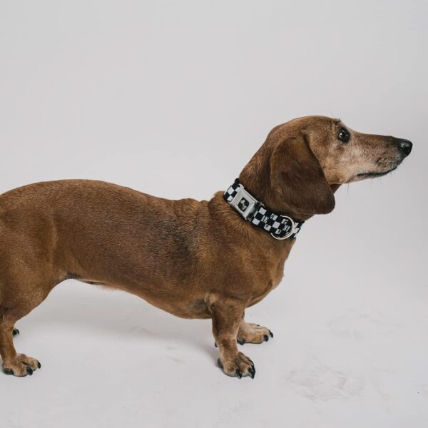 Buckle-Down Checker Black/White Dog Collar Bone, Medium/11-17" - Image 4