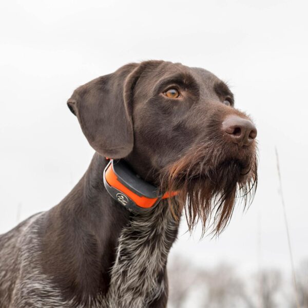 SportDOG Brand SportTrainer 1275 Shock Collar - 3/4 Mile Range - OLED Screen - Waterproof, Rechargeable E-Collar with Remote - Train with Tone, Vibration, and Static, Orange - Image 6