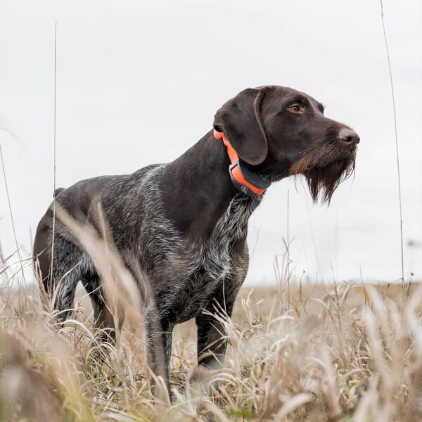 SportDOG Brand SportTrainer 1275 Shock Collar - 3/4 Mile Range - OLED Screen - Waterproof, Rechargeable E-Collar with Remote - Train with Tone, Vibration, and Static, Orange - Image 8