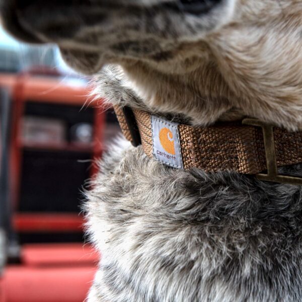 Carhartt Dog Collar Brown/Brushed Brass Large - Image 5