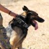 Tactical Dog Collar Military Dog Collar Adjustable Nylon Dog Collar Heavy Duty Metal Buckle with Handle for Dog Training,with Patches (L, Black) - Image 7